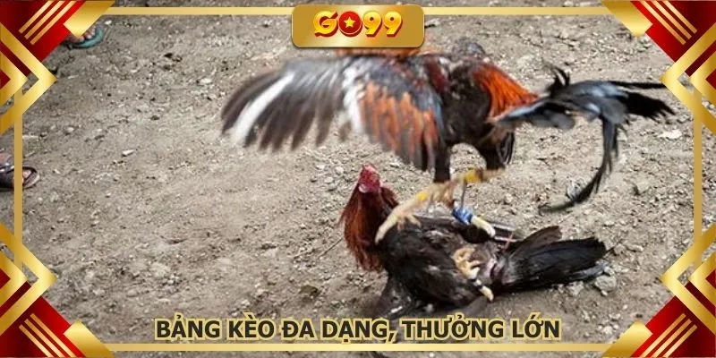 Chuyên mục cung cấp bảng kèo đa dạng, thưởng lớn