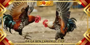Đá gà bên Cam trực tiếp GO99