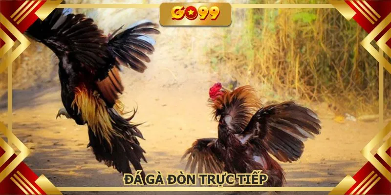 Đá gà đòn trực tiếp GO99