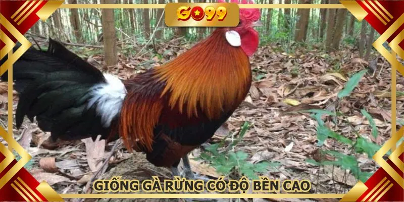 Độ bền bỉ cực kỳ cao của những chiến binh đá gà rừng