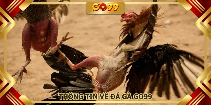 Thông tin cơ bản về chuyên mục đá gà GO99 hot hit